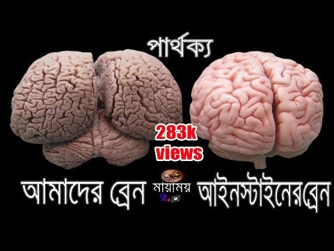 ��কেন এতো বুদ্ধিমান ছিল আলবার্ট আইনস্টাইন ? Why was Albert Einstein so in...