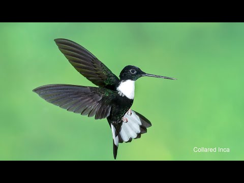 Multi flash photography for small birds in flight.