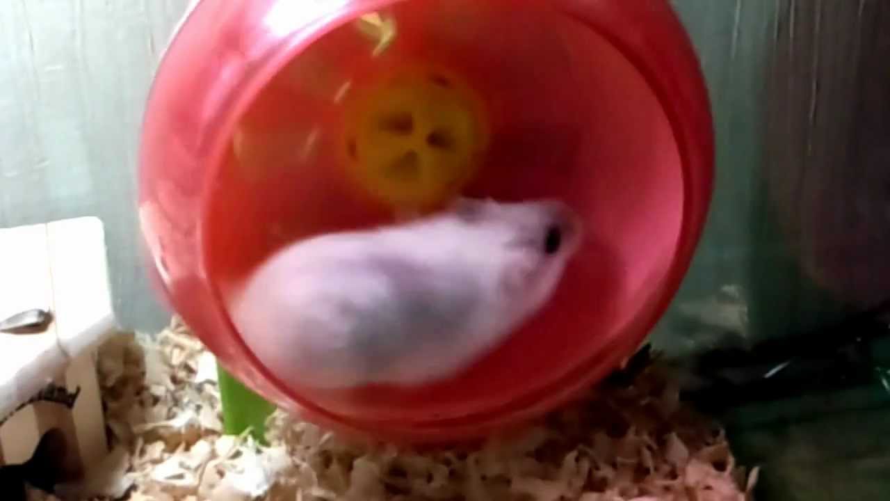 くるくるハムスター Youtube