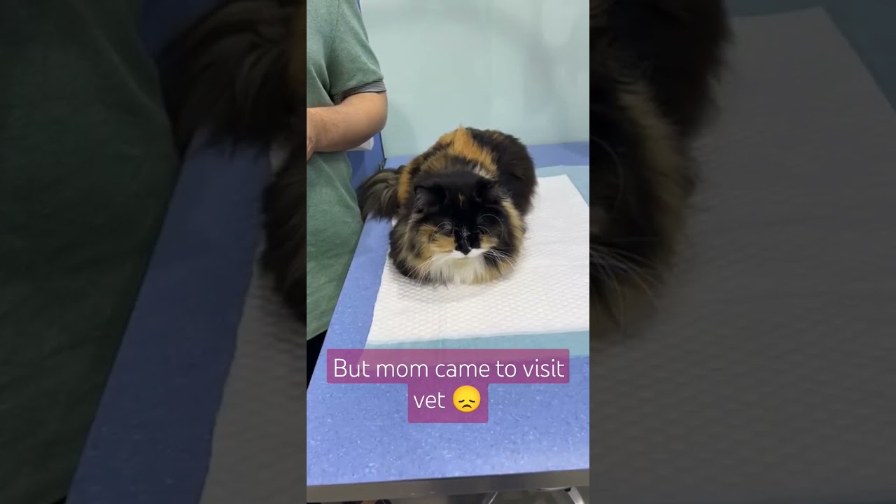 Cat sad reaction, when visited the vet 🤣