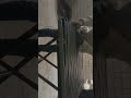 Pvc pipe table