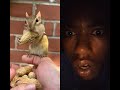 chipmunk N long paunt chipmunk 🐿️😄#tiktokviral