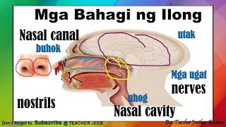 Mga Bahagi at Gawain ng Ilong | Parts of the Nose