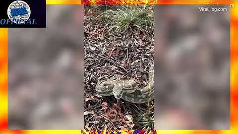 Moment grumpy python strikes at snake catcher