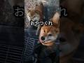 小屋に入れ忘れた柴犬親子😅#柴犬 #柴犬さん #柴犬レオ #柴犬大好き