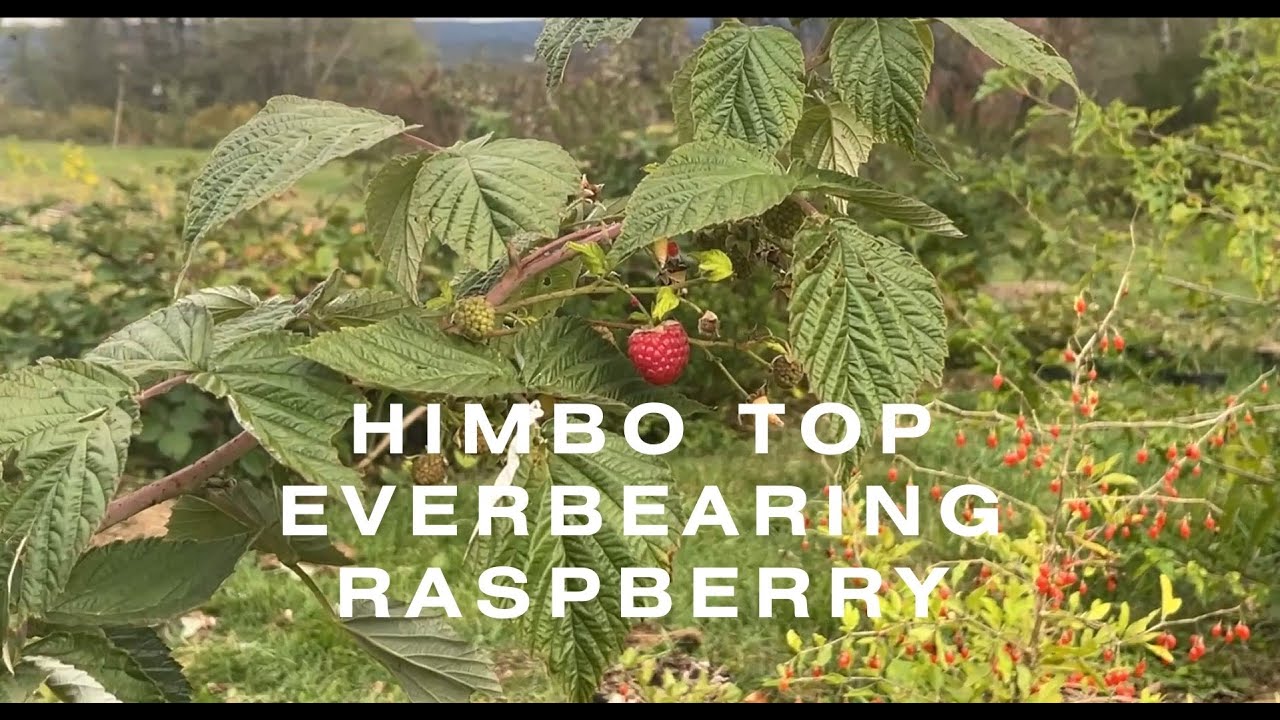 EVERBEARING RASPBERRIES - HIMBO TOP - YouTube
