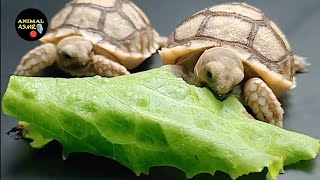 Animal ASMR Tortoise eating vegetable