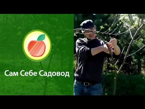 Соединяем два дерева в одно. часть 2.