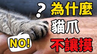 貓為什麼不讓摸爪爪保護貓爪人人有責
