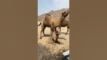زواج الجمل 