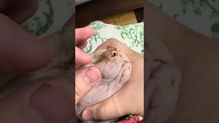 Extreme Sphynx Cat Blackhead Removal 😱 | Deep Pore Cleaning #Shorts