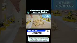 Start Your Own Broiler Business With Speq Poultry Equipmentpoultrybreedingbreedingsystemchicker