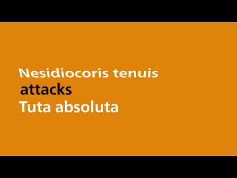Nesidiocoris tenuis attacks Tuta absoluta