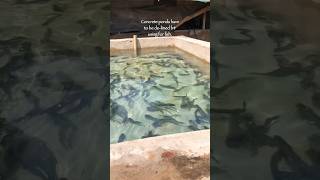 GROW FISH IN CONCRETE PONDS-#catfish