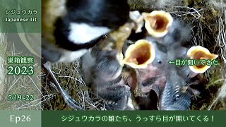 [Nest Box Observation 2023 EP27] Japanese Tit Chicks' Eyes are Starting to Open! (May 1922, 2023)