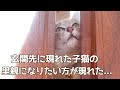 玄関先に現れた子猫の 里親になりたいという方が現れました・・。