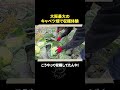 大阪最大のキャベツ畑で収穫体験#shorts