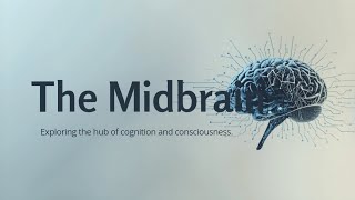 Small but Mighty — Inside the Midbrain