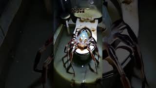 Avistamiento 15  #horror #creepy #miedo #espeluznante #alien #insects