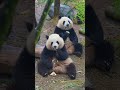 So cute 🥰💕 #panda #cute #trending #viral