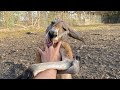 Kangaroo thinks He’s a Dog (he is not) *Releasing Dababy*