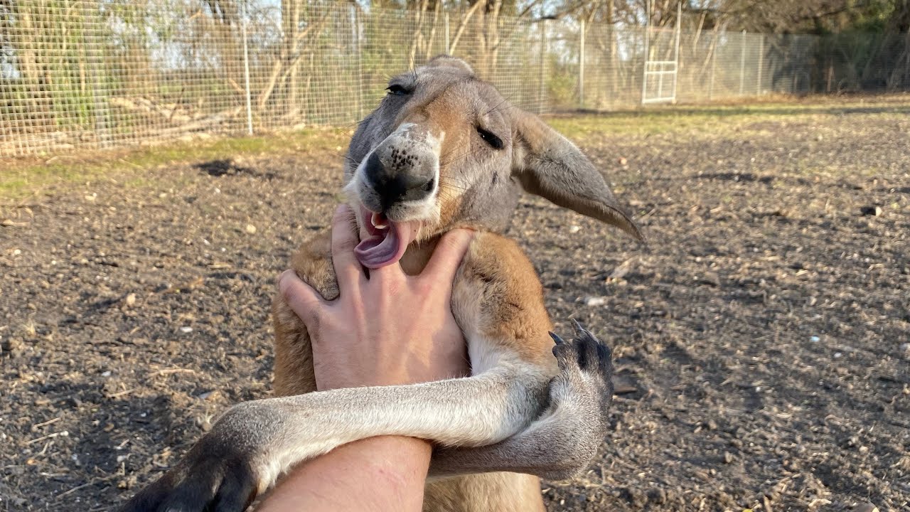 Kangaroo thinks He’s a Dog (he is not) *Releasing Dababy*