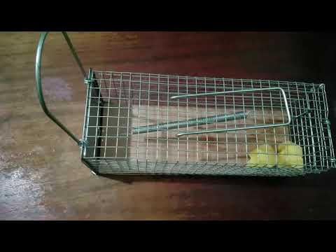 Humane Mouse Trap Cage 