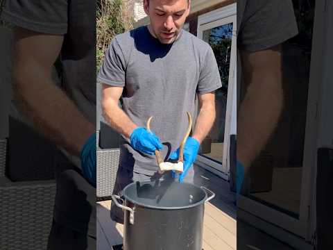 Deer skull cap Cleaning… #whitetail #deer #hunting #taxidermy #buck #dyi #nature