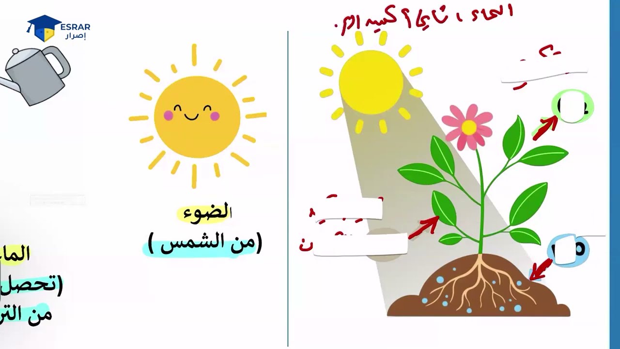 شرح درس التمثيل الضوئي للصف الثامن مادة العلوم - أ.نايف العلوي