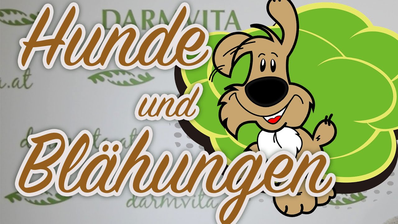 Blähungen bei Hunden YouTube