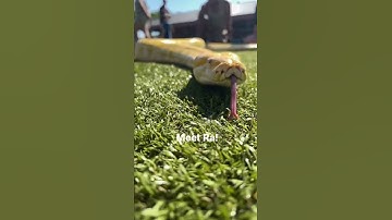 Have you ever touched a Python? #burmesepython #python #snakes #snake #reptiles
