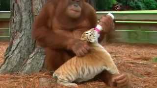 ORANGUTAN ADOPTA A TRES TIGRES BEBES
