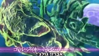 העולם התאי