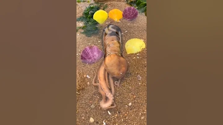 #Octopus going inside bottle 😲 |#never give up 🔥