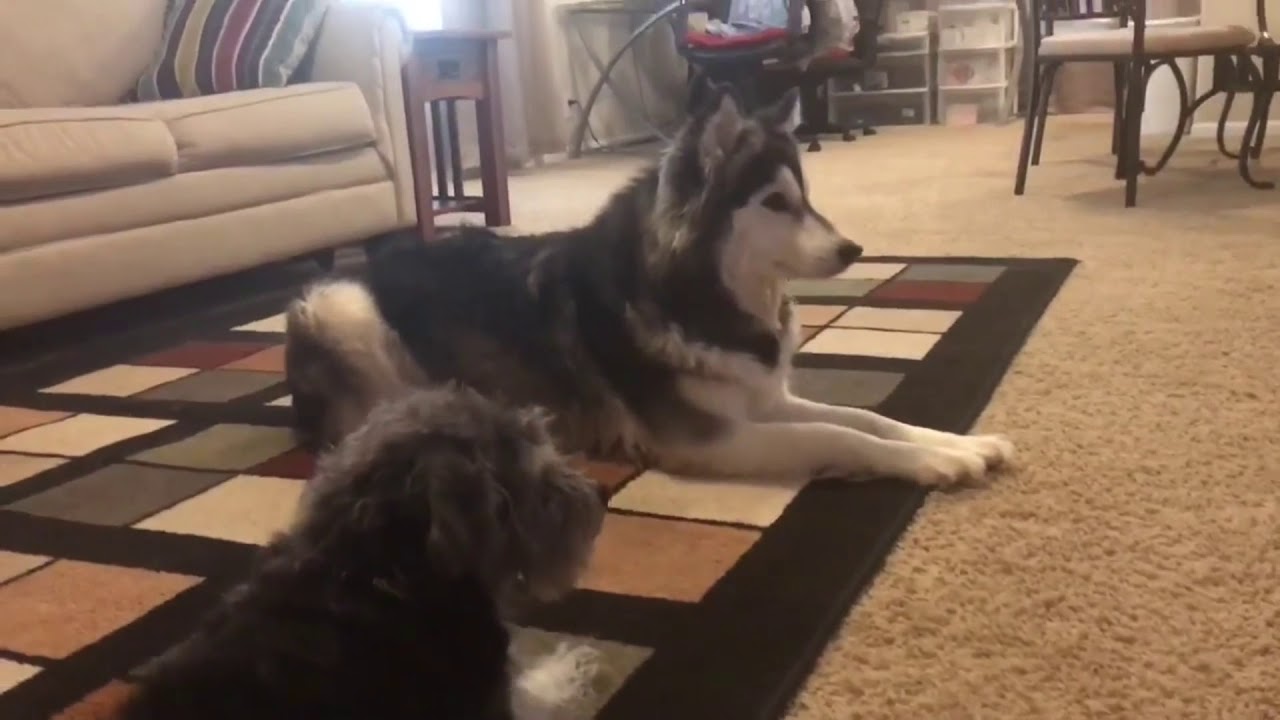 PUPPY ALERT! CUTE HOWLS 🐶