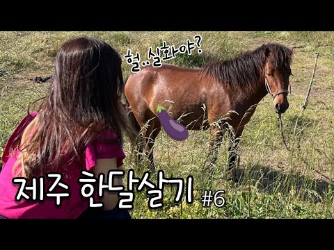 혼자 제주 한달살기🌵 EP.6  슬픈 눈의 말 (대정향교/알뜨르비행장/비행기격납고/다크투어/사일리커피/<strong>송악산</strong>/체면/사계해안/오설록/이니스프리/산방굴사)
