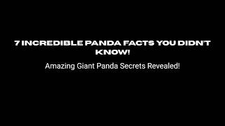 7 Incredible Panda Facts You Didnt Know