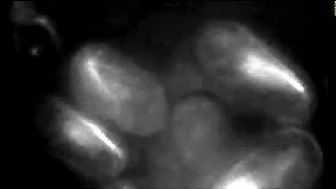 Meiotic chromosome mobility in fission yeast is resistant to environmental stress