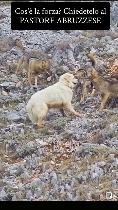 che cos' è il coraggio . #perte #neiperte #viralvideo #viral #dog #dogs #dogshorts