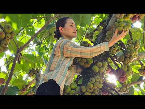 Harvesting Natural Fruit Garden Bringing Goes to the market sell - Gardening - Nguyễn Thị Diễm