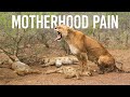 Raw Emotion: Mother Lioness Grief For Her Cub is Beyond Words