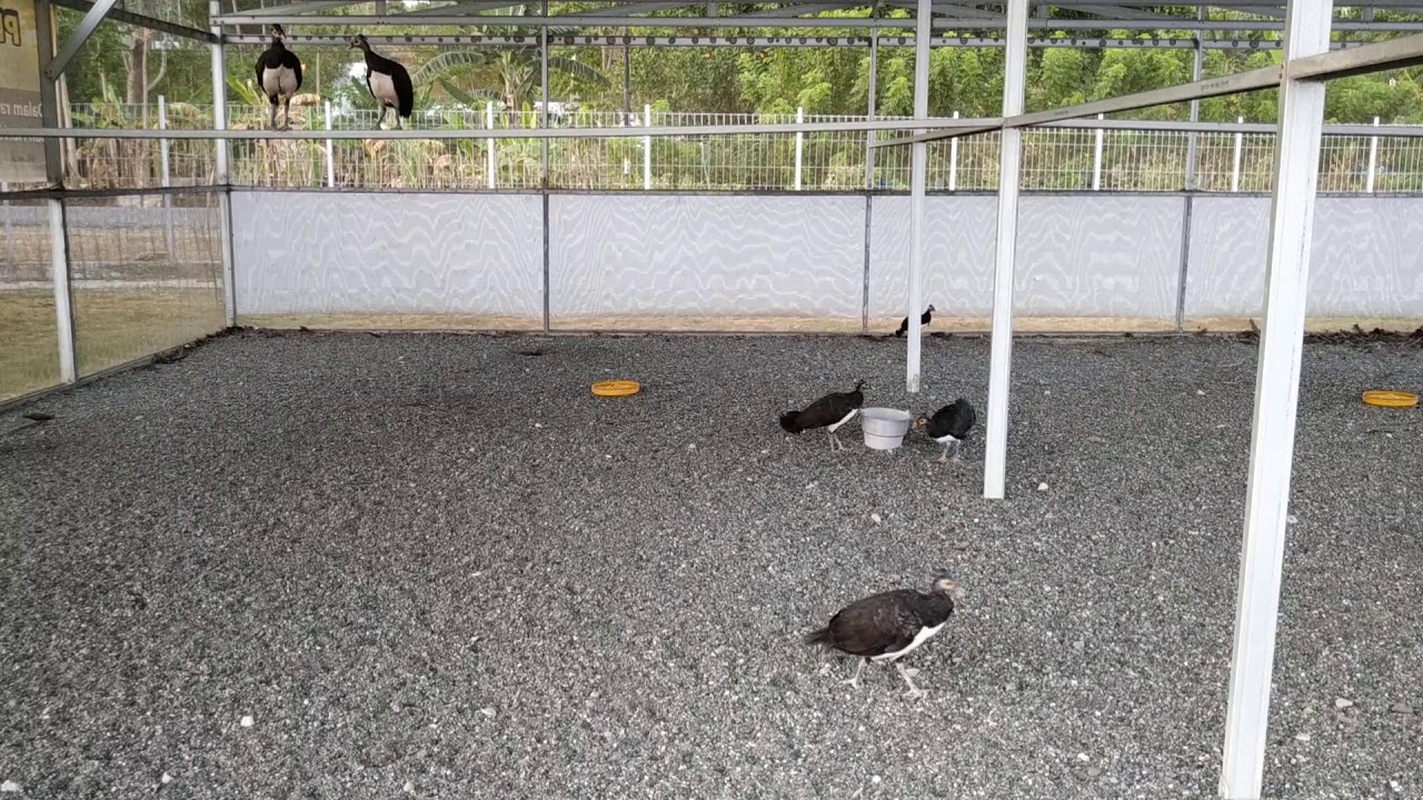 Maleo bird 