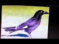 Which Australian bird has white tips on its tail feathers?