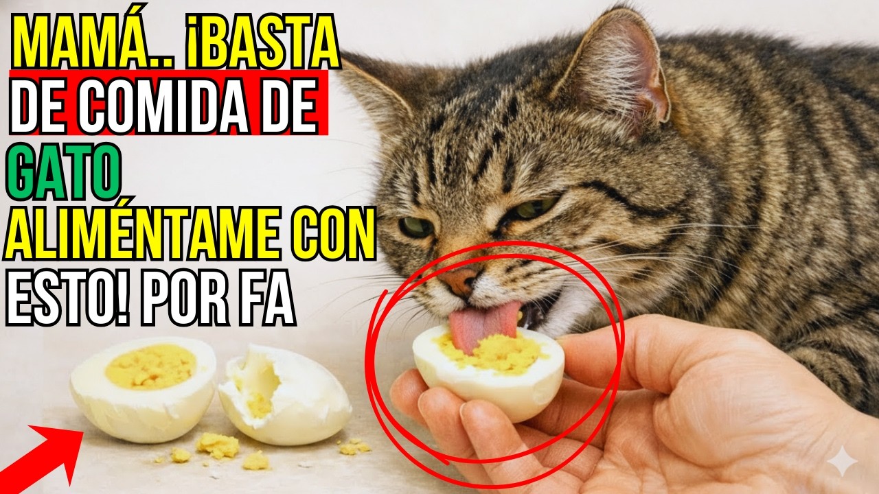 15 alimentos humanos que los gatos necesitan más que su propia comida  (Más barato y más saludable)