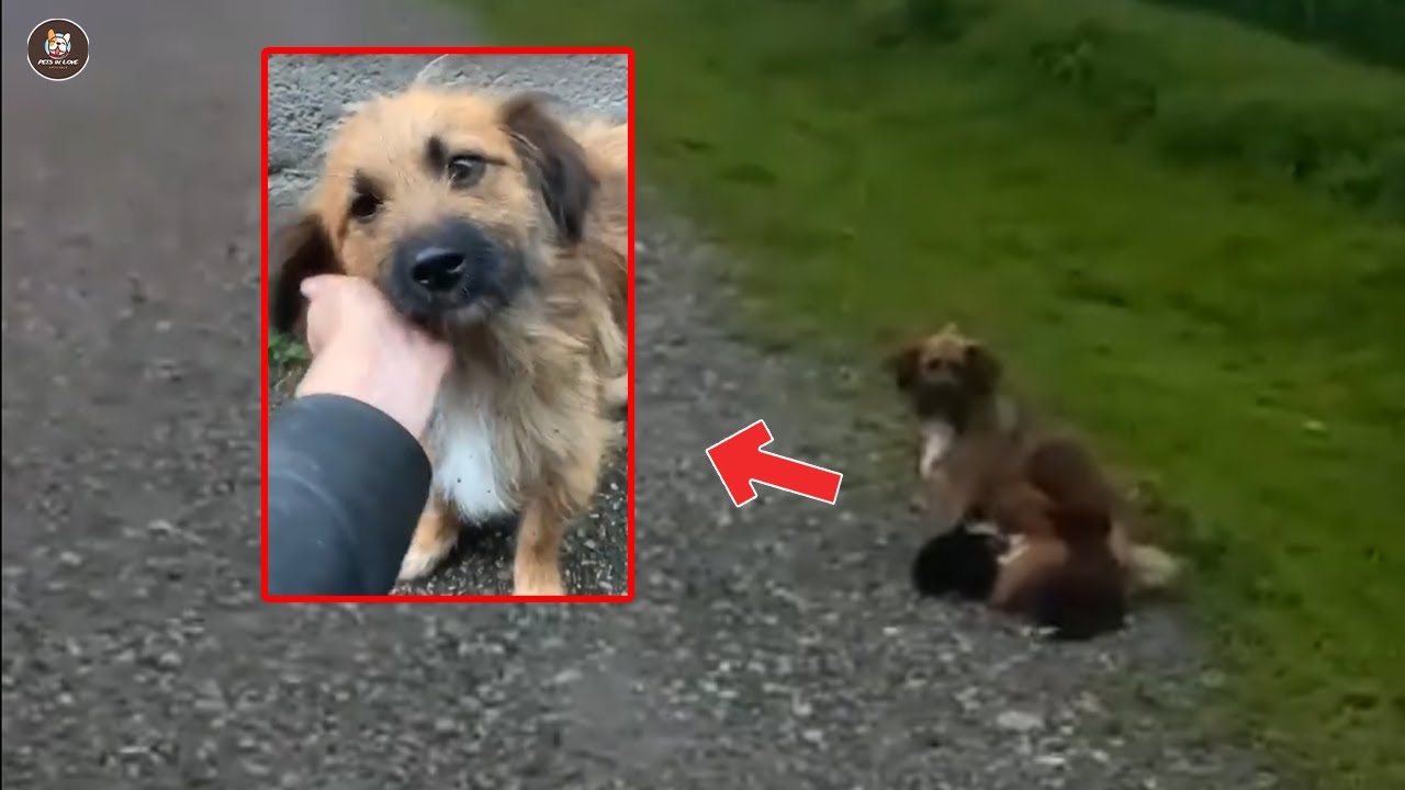 Abandoned mother dog begged for help for her exhausted puppies and ...
