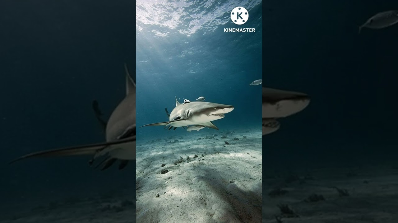 shark attack vs falling coconut