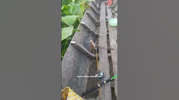 câu tôm càng sông