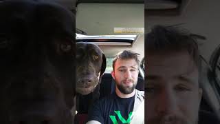 FUNNY CUTE Dog excited when the car pulls up to the lake chocolate lab puppy goes CRAZY / NUTS