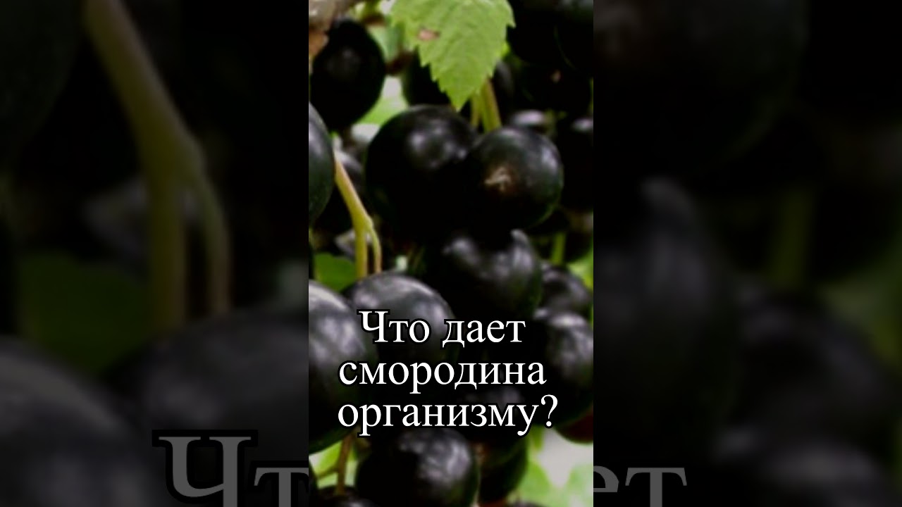 Что дает черная смородина организму?