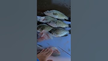 Awesome trick to fillet your crappie fast! #follow #crappie #bigcrappie